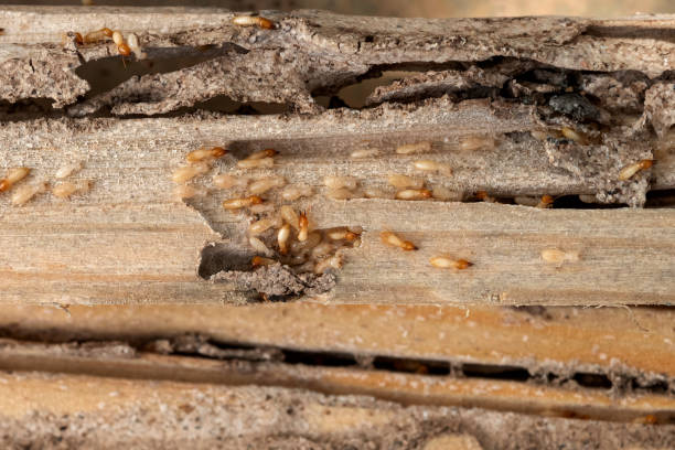 Insect Control in Enochville, NC