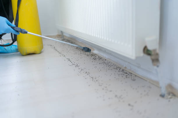Best Emergency Pest Control  in Enochville, NC